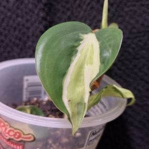 Philodendron Cream Splash (3inch pot)